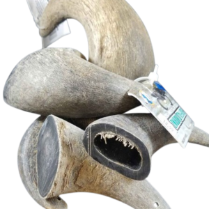 Water Buffalo Horns